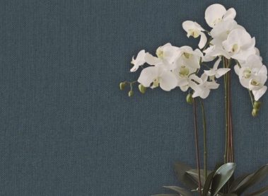 jannelli volpi-tapete